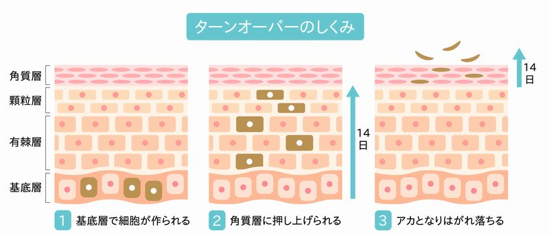 肌のターンオーバーは28日周期